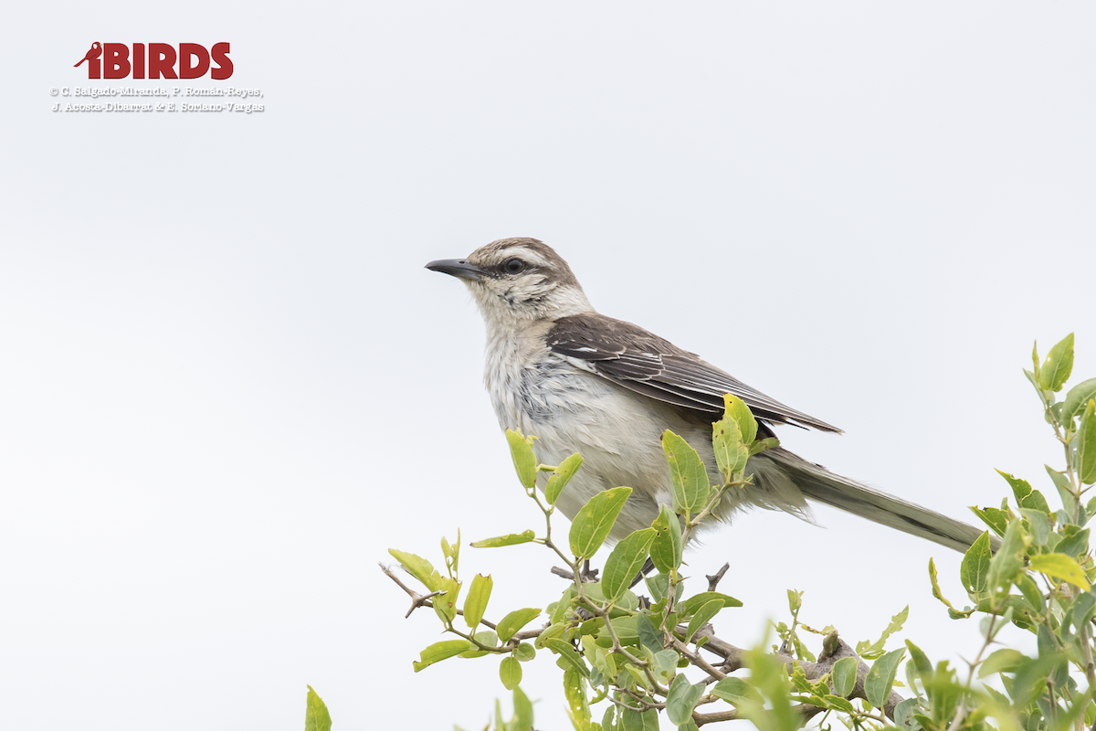 Chalk-browed Mockingbird - ML617506546