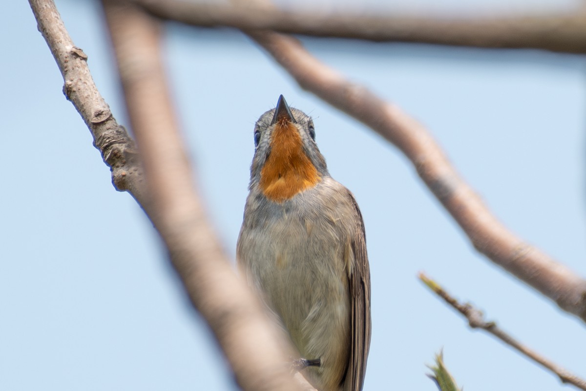 Taiga Flycatcher - Anonymous