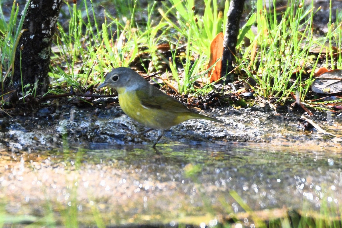 Nashville Warbler - Andrew Hovey