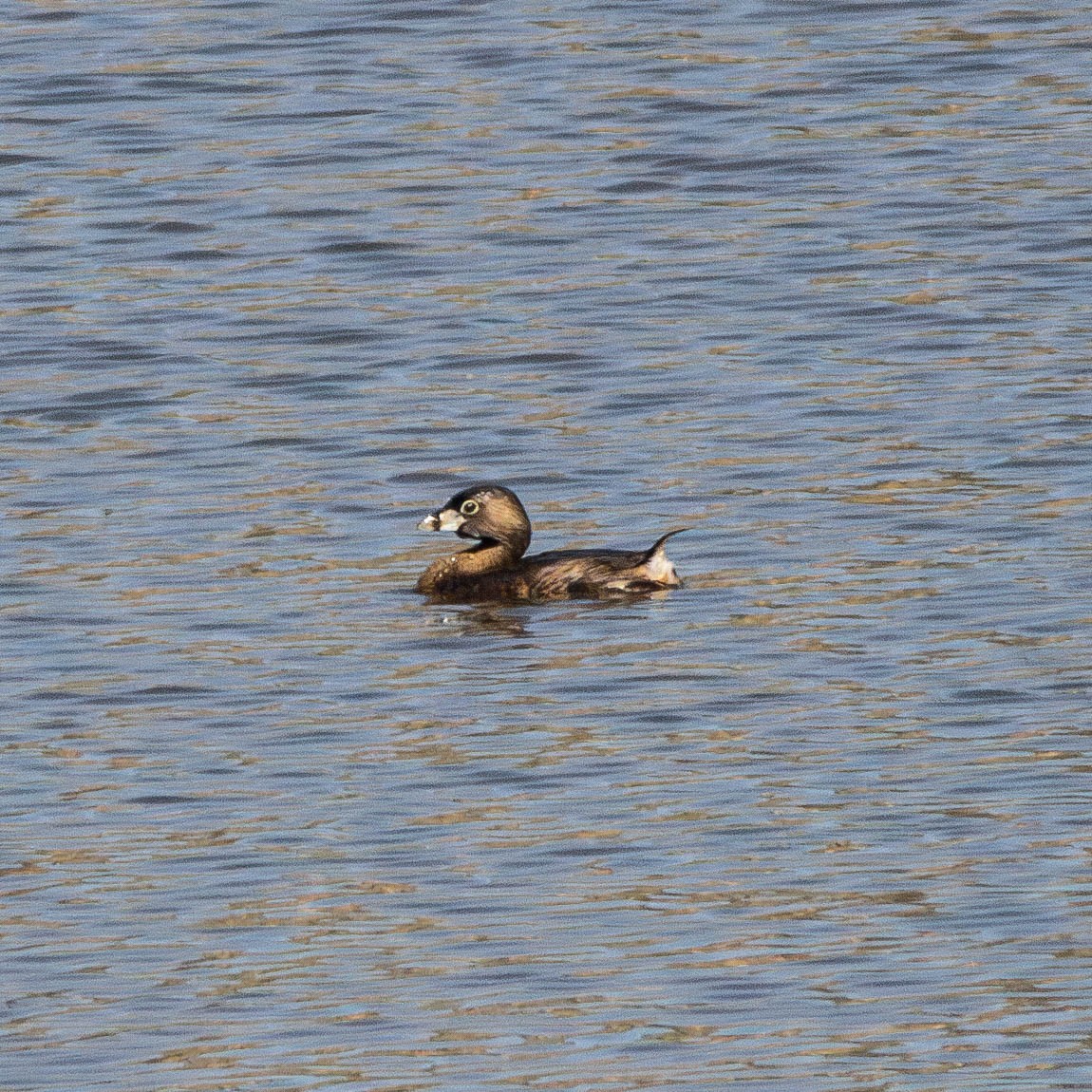 Pied-billed Grebe - ML617506594