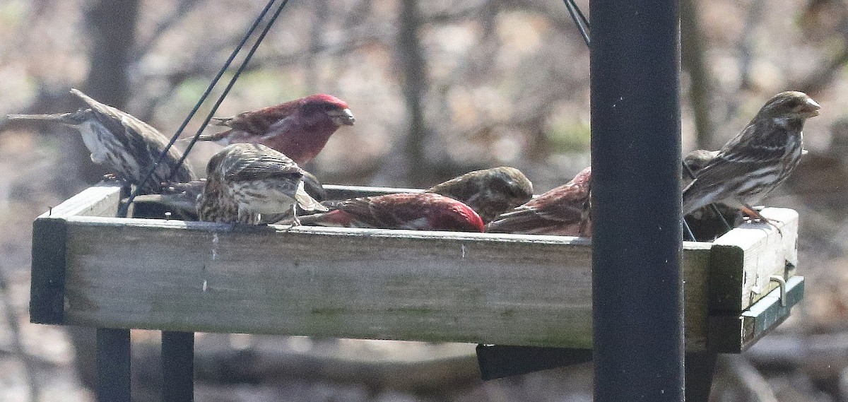 Purple Finch - ML617506602