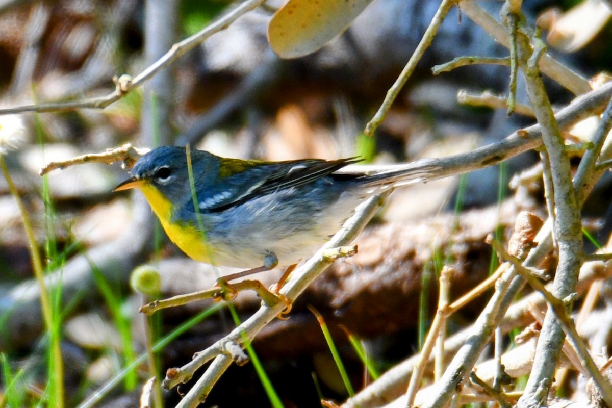 Northern Parula - ML617506611