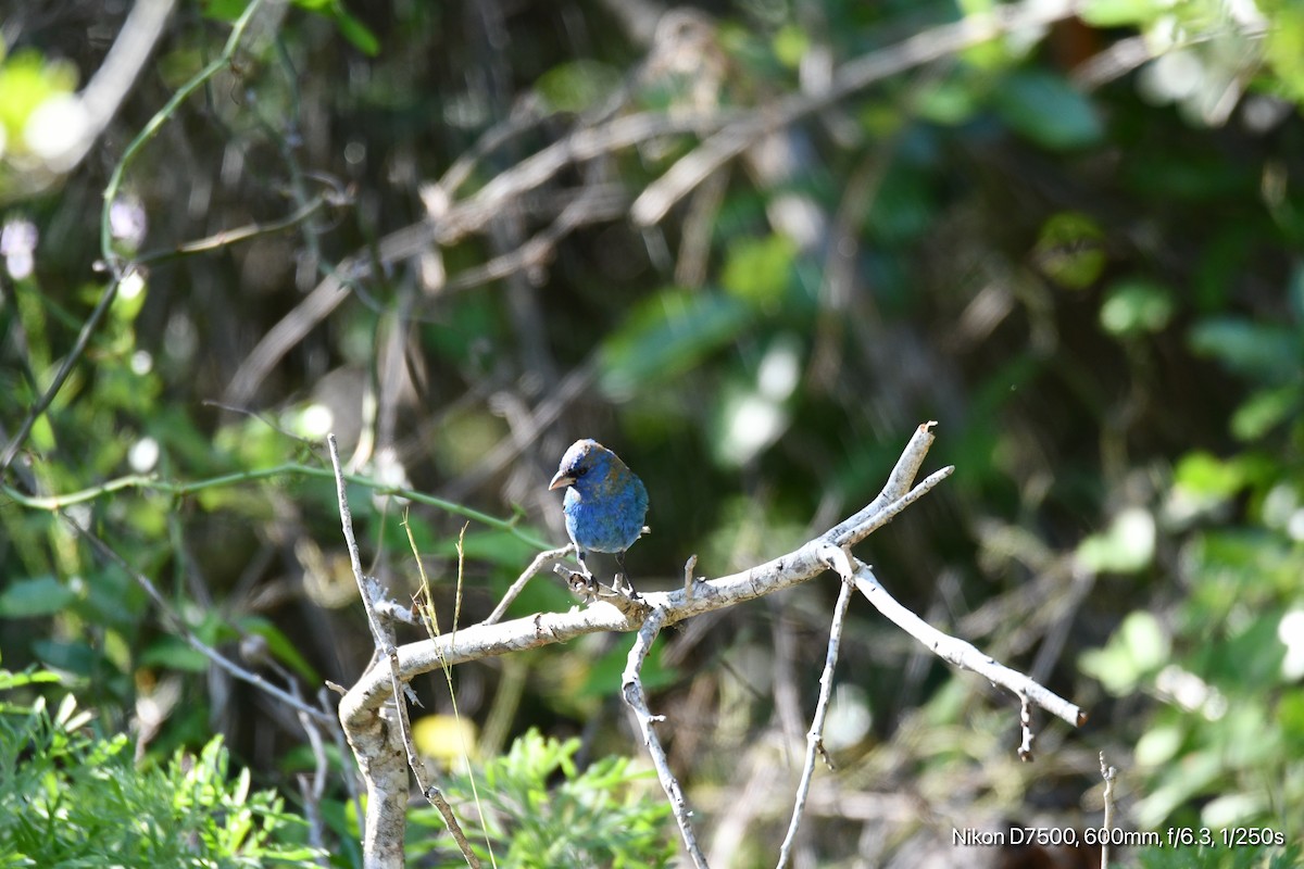 Indigo Bunting - ML617506626