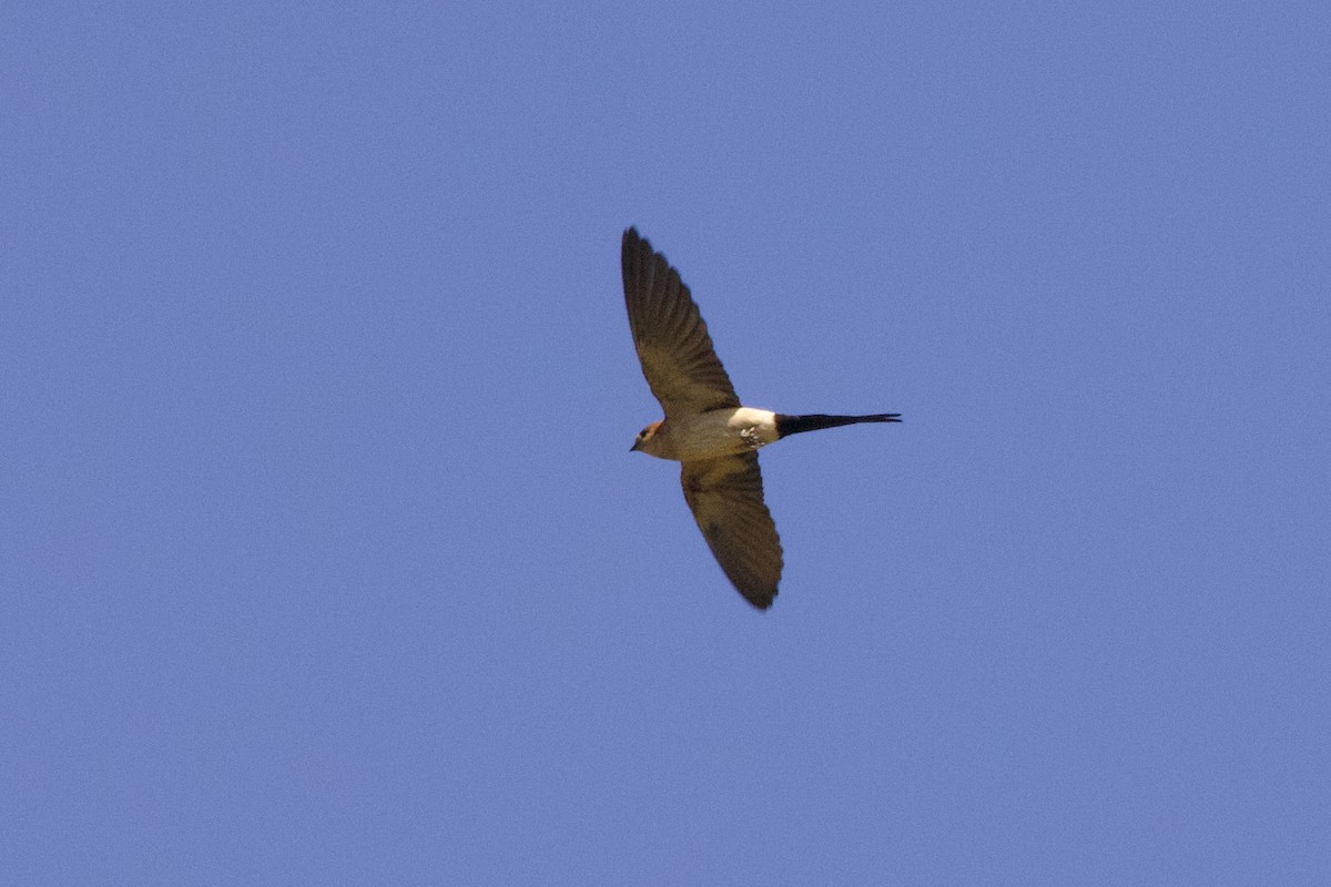 European Red-rumped Swallow - ML617506630