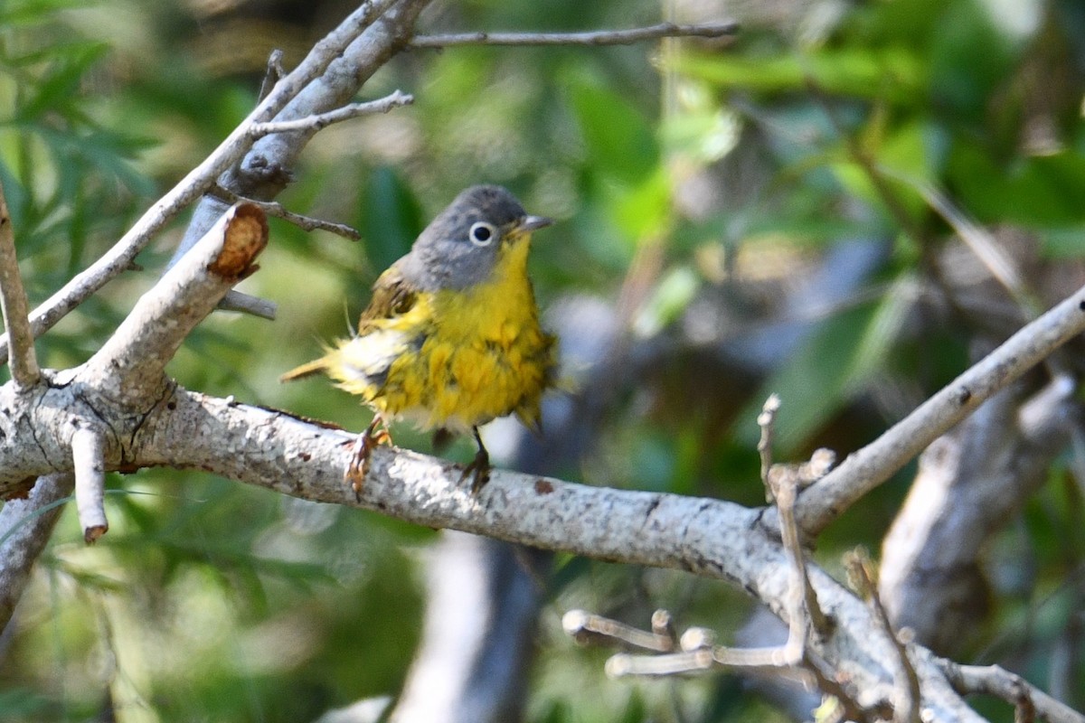 Nashville Warbler - Andrew Hovey