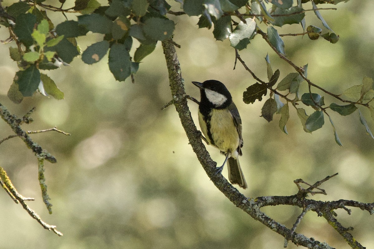 Great Tit - ML617506651