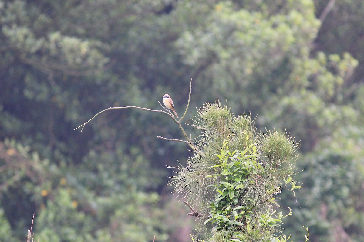 Brown Shrike - Chih-Wei(David) Lin