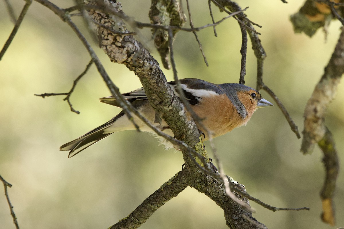 Common Chaffinch - ML617506669