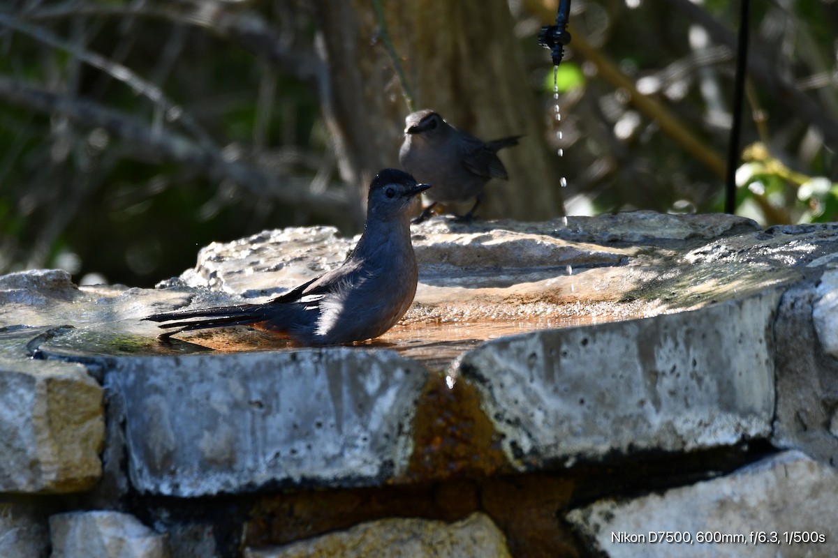 Pájaro Gato Gris - ML617506676