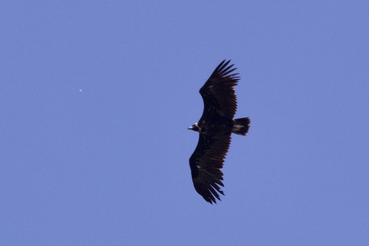 Cinereous Vulture - ML617506679