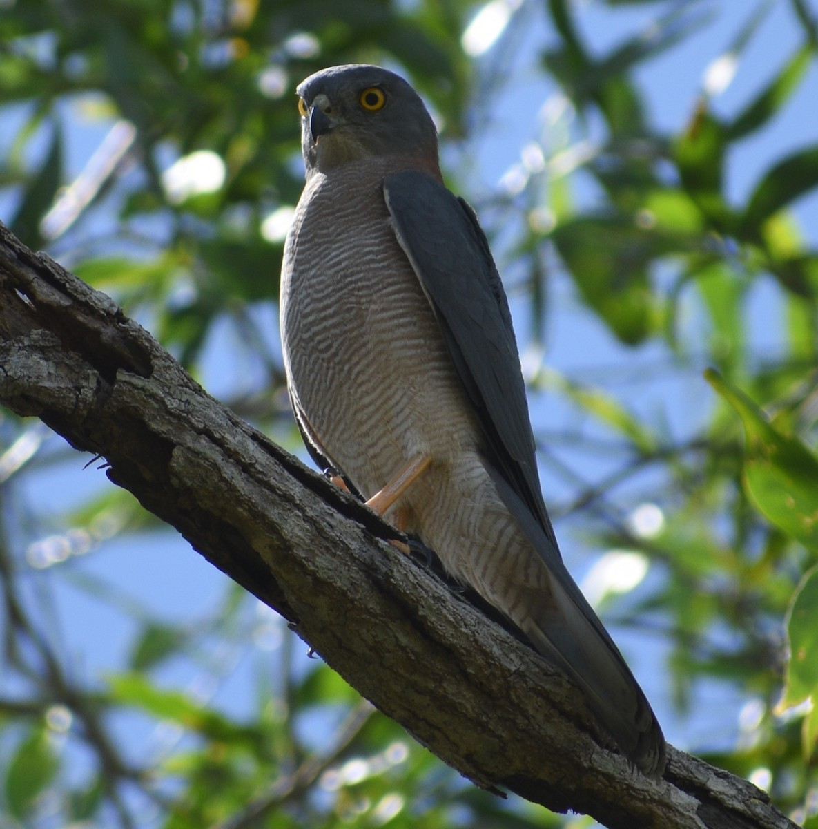 Brown Goshawk - ML617506682