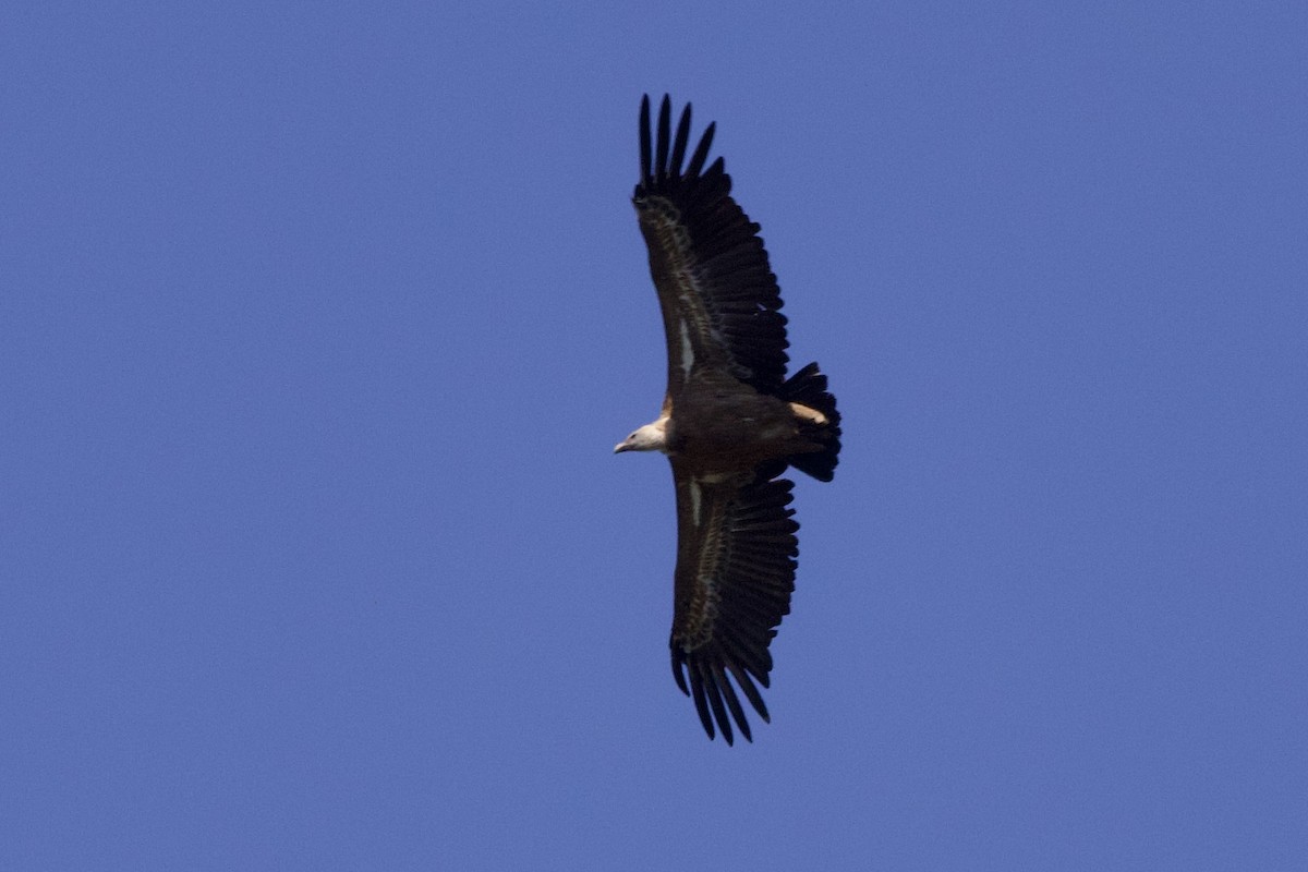 Eurasian Griffon - ML617506684