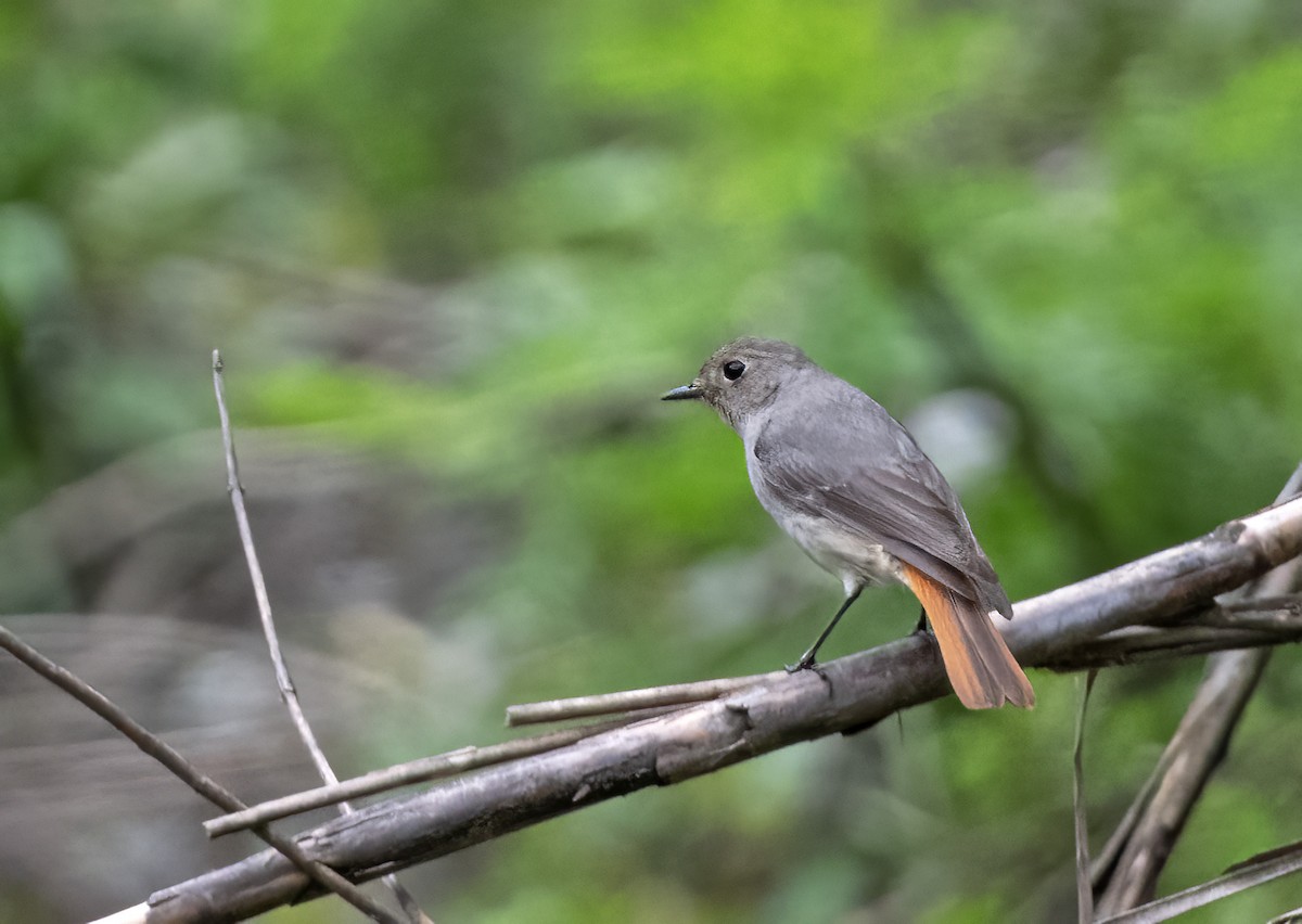 Hodgson's Redstart - Sourav Halder