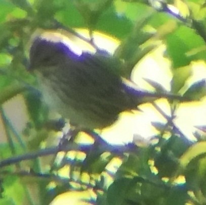 Lincoln's Sparrow - ML617506730