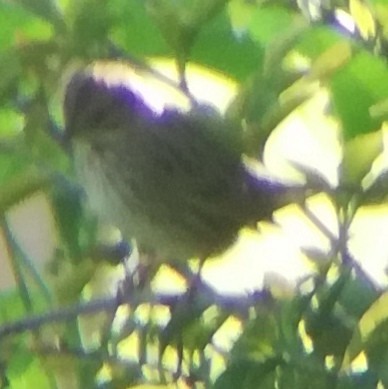 Lincoln's Sparrow - ML617506737