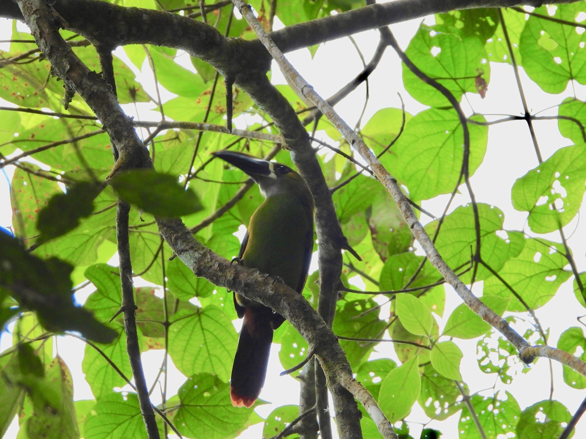 arassari bělohrdlý (ssp. lautus) - ML617506742