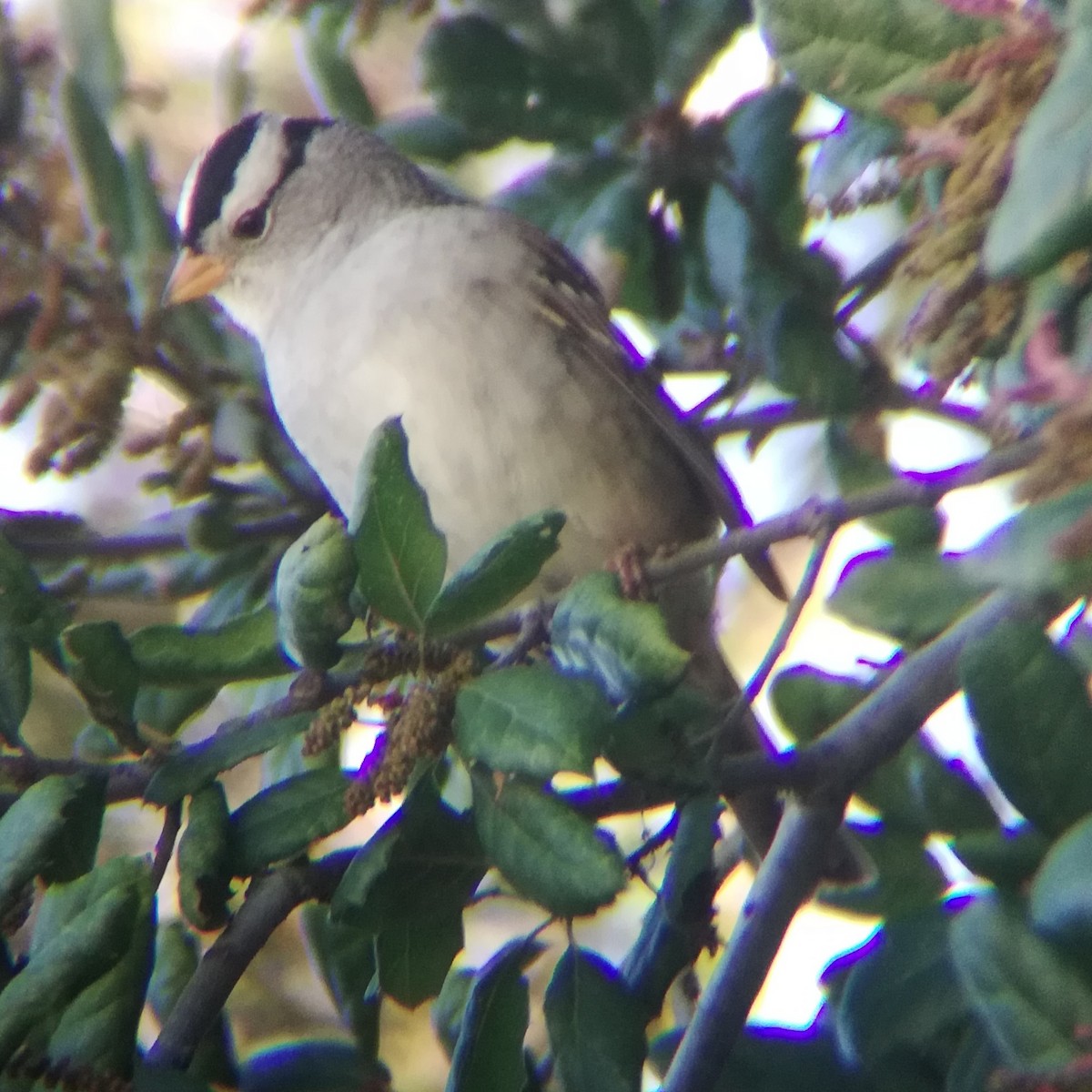 White-crowned Sparrow (Gambel's) - Anonymous