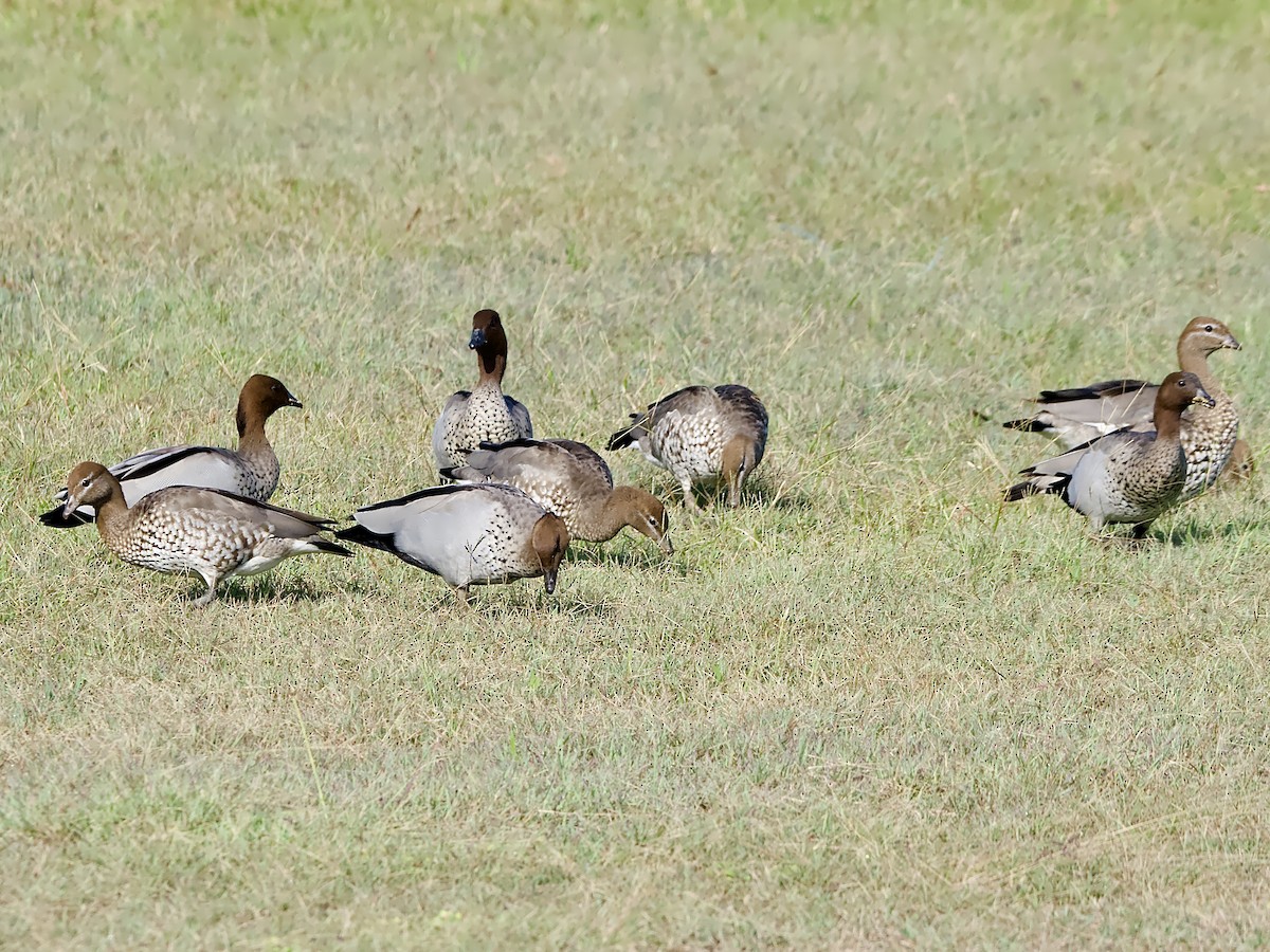 Maned Duck - ML617506757