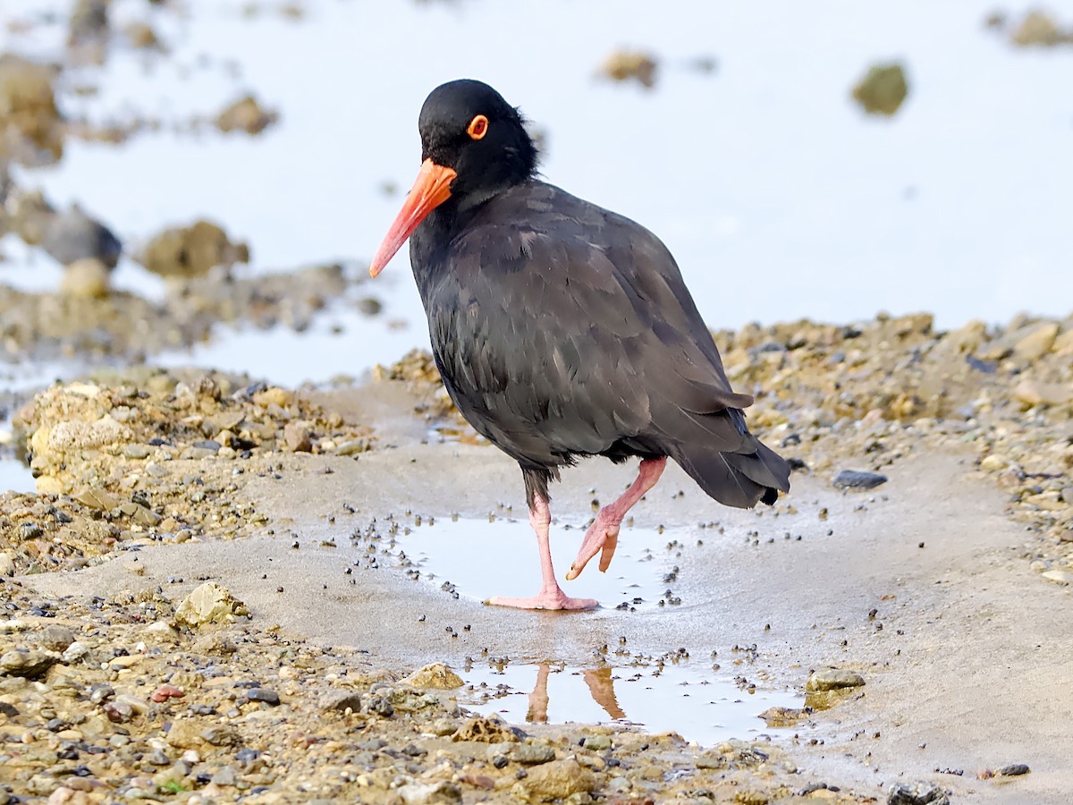 Sooty Oystercatcher - ML617506767