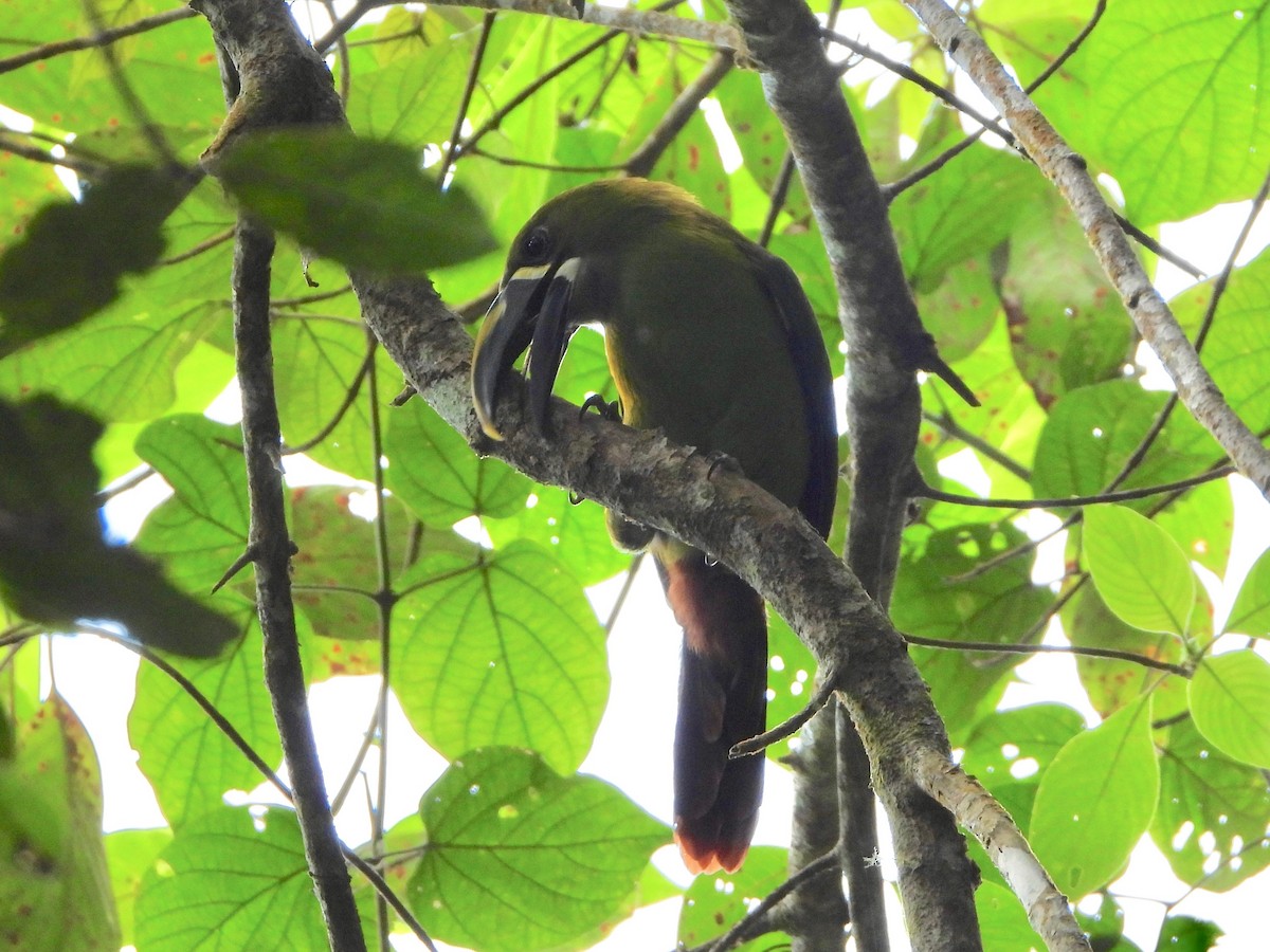 Southern Emerald-Toucanet (Santa Marta) - ML617506772