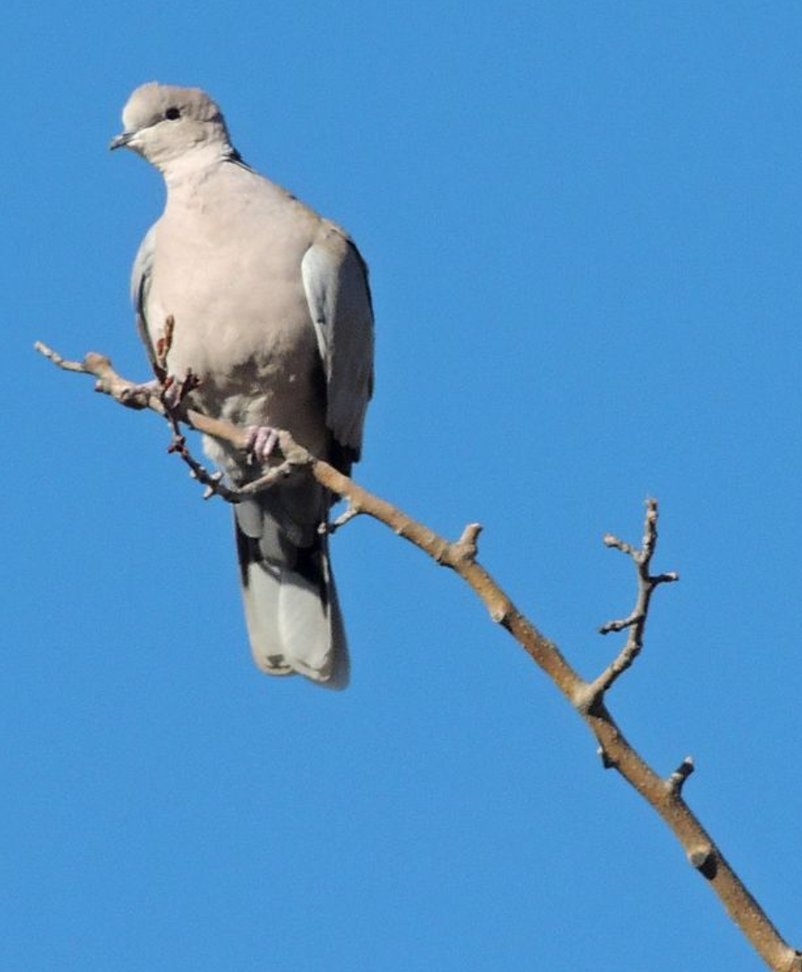 Eurasian Collared-Dove - ML617506783