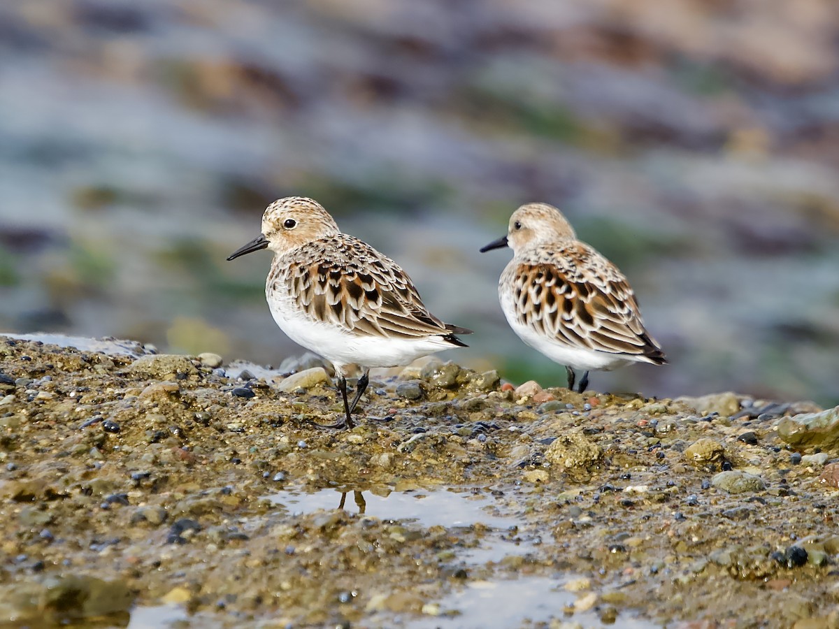 Red-necked Stint - ML617506799