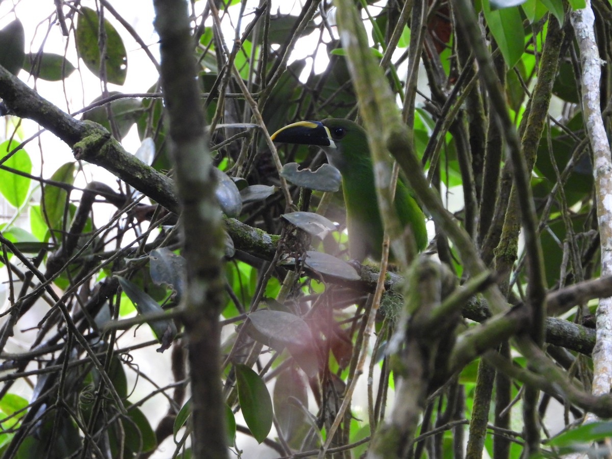 Southern Emerald-Toucanet (Santa Marta) - ML617506801