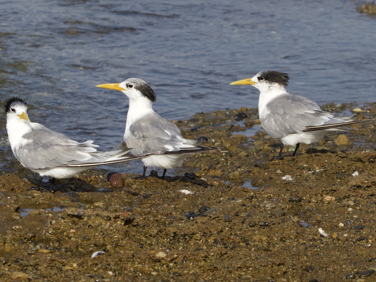 Great Crested Tern - ML617506844