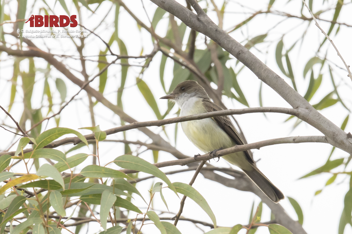 Swainson's Flycatcher - ML617506869