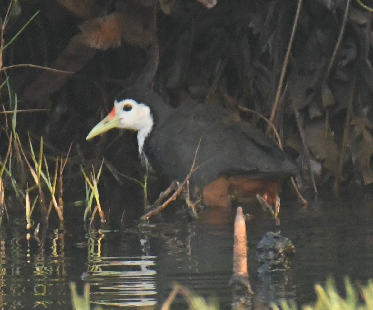 White-breasted Waterhen - ML617506974