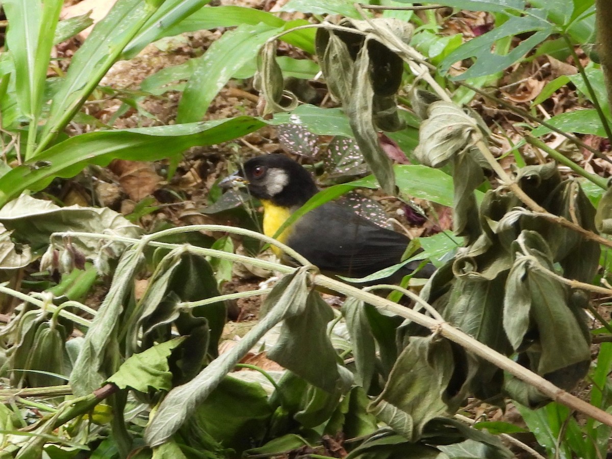 Santa Marta Brushfinch - ML617507037