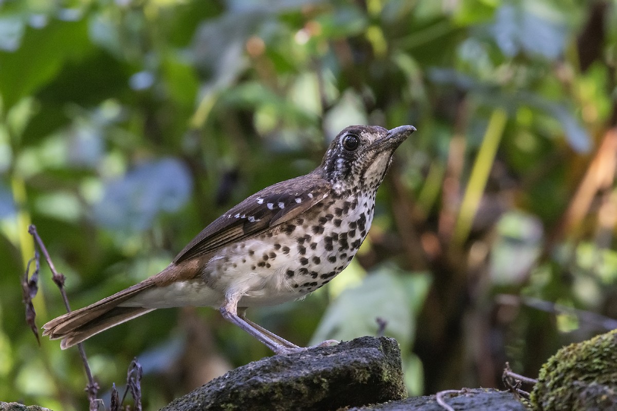 Spot-winged Thrush - Niall D Perrins