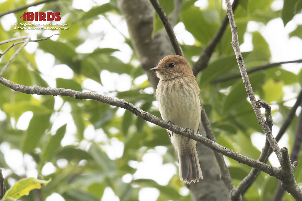 Bran-colored Flycatcher - ML617507104