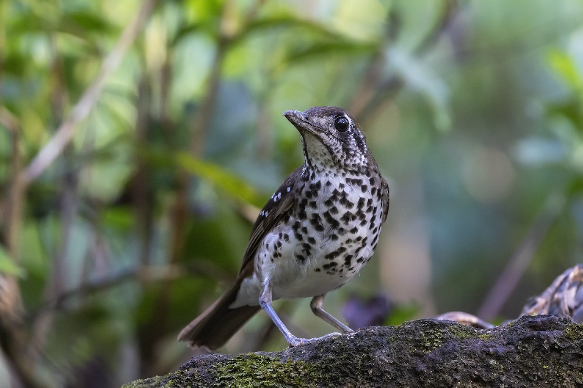 Spot-winged Thrush - ML617507107