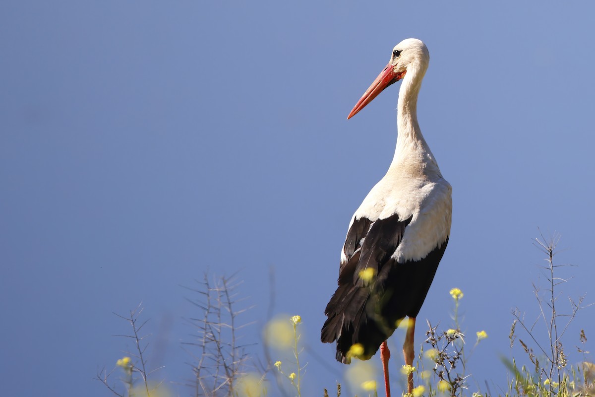 White Stork - ML617507130