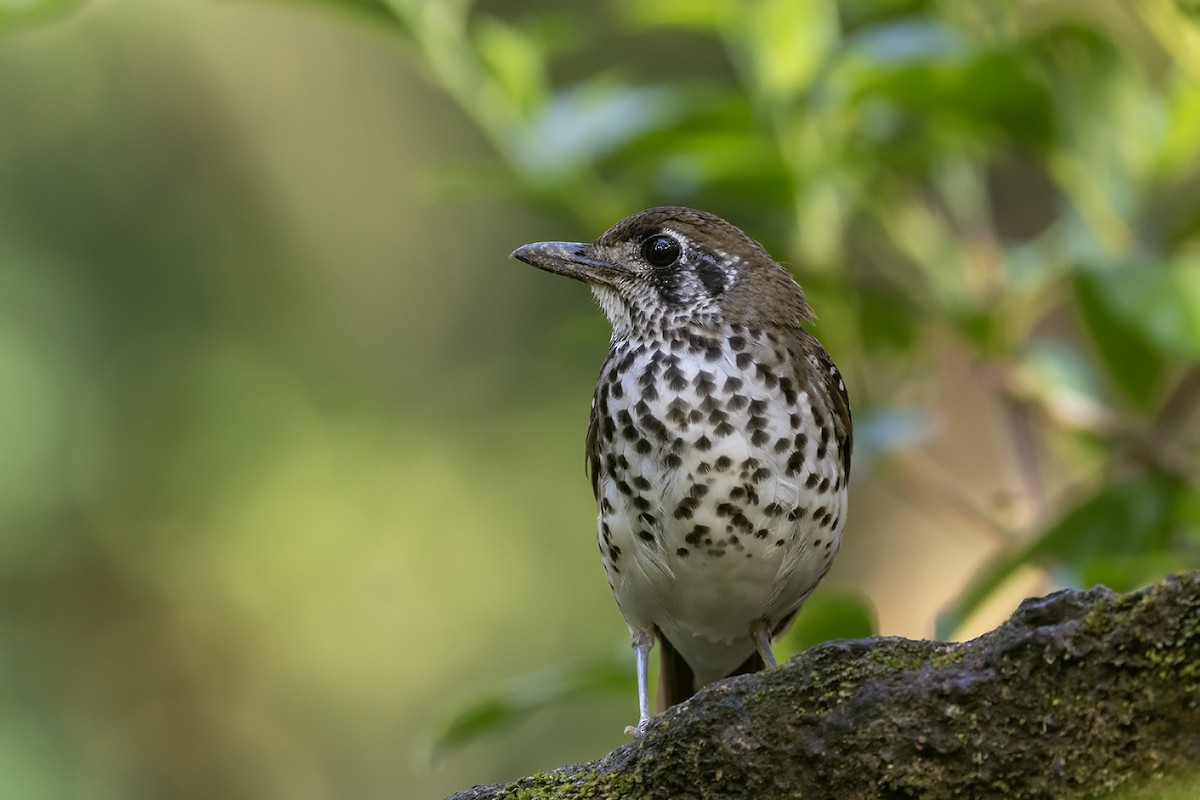 Spot-winged Thrush - Niall D Perrins