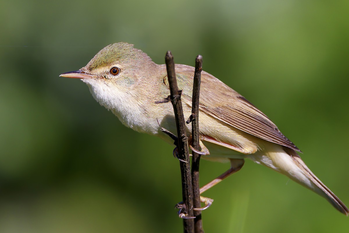Common Reed Warbler - ML617507201
