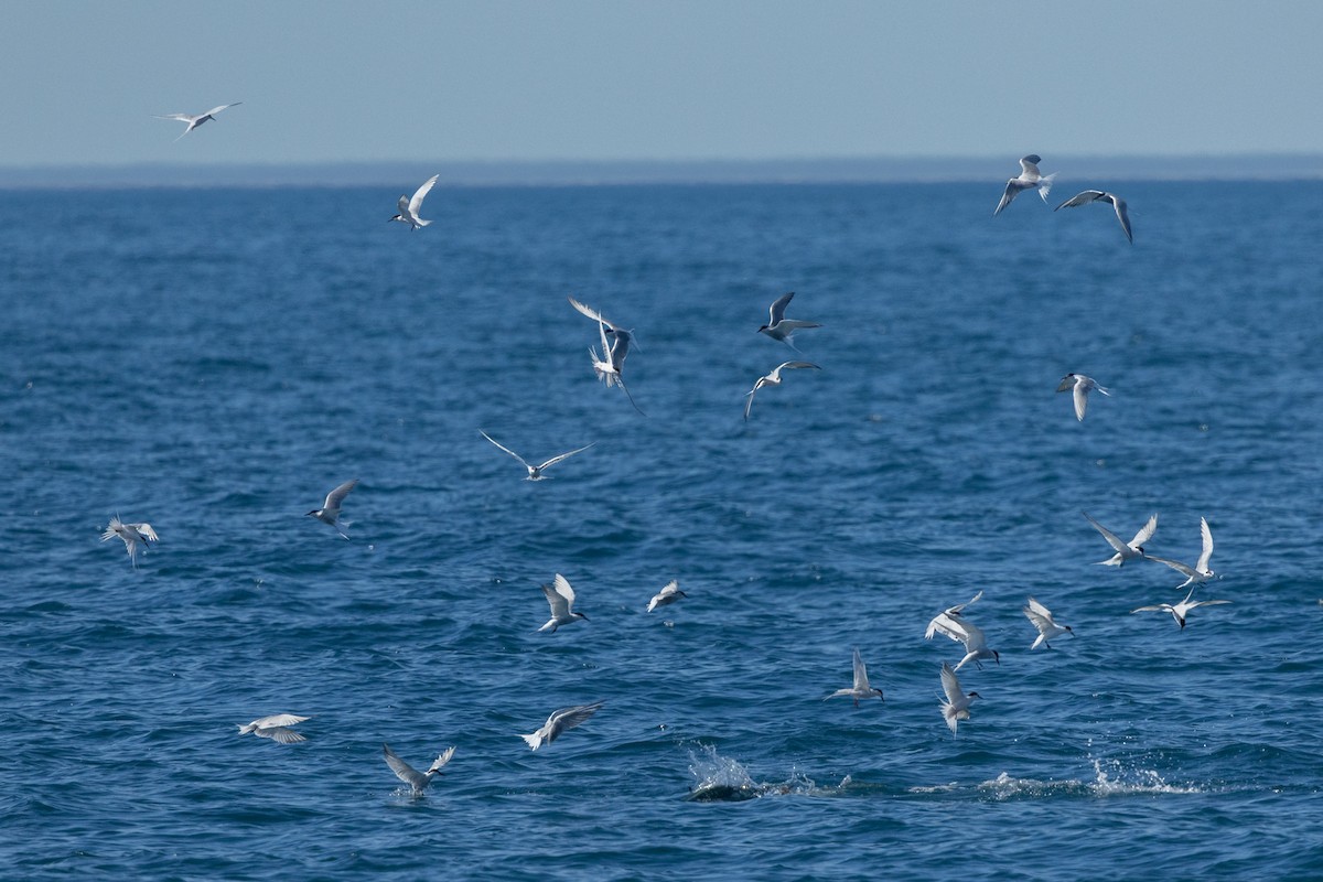 Common Tern - ML617507236