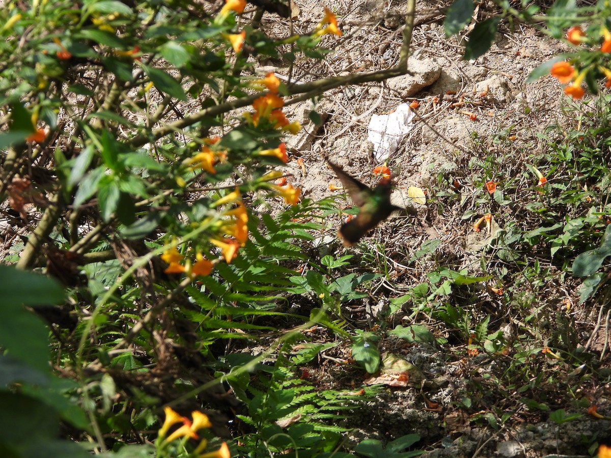 Colibrí Florido de Santa Marta - ML617507250