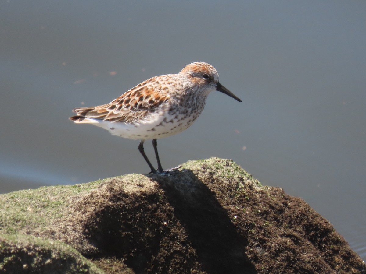 Bergstrandläufer - ML617507295