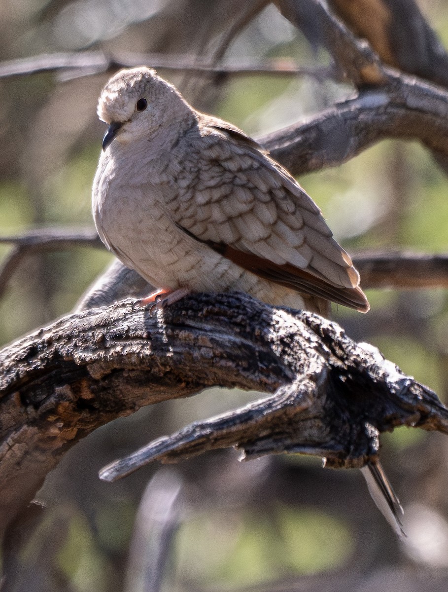 Inca Dove - ML617507329