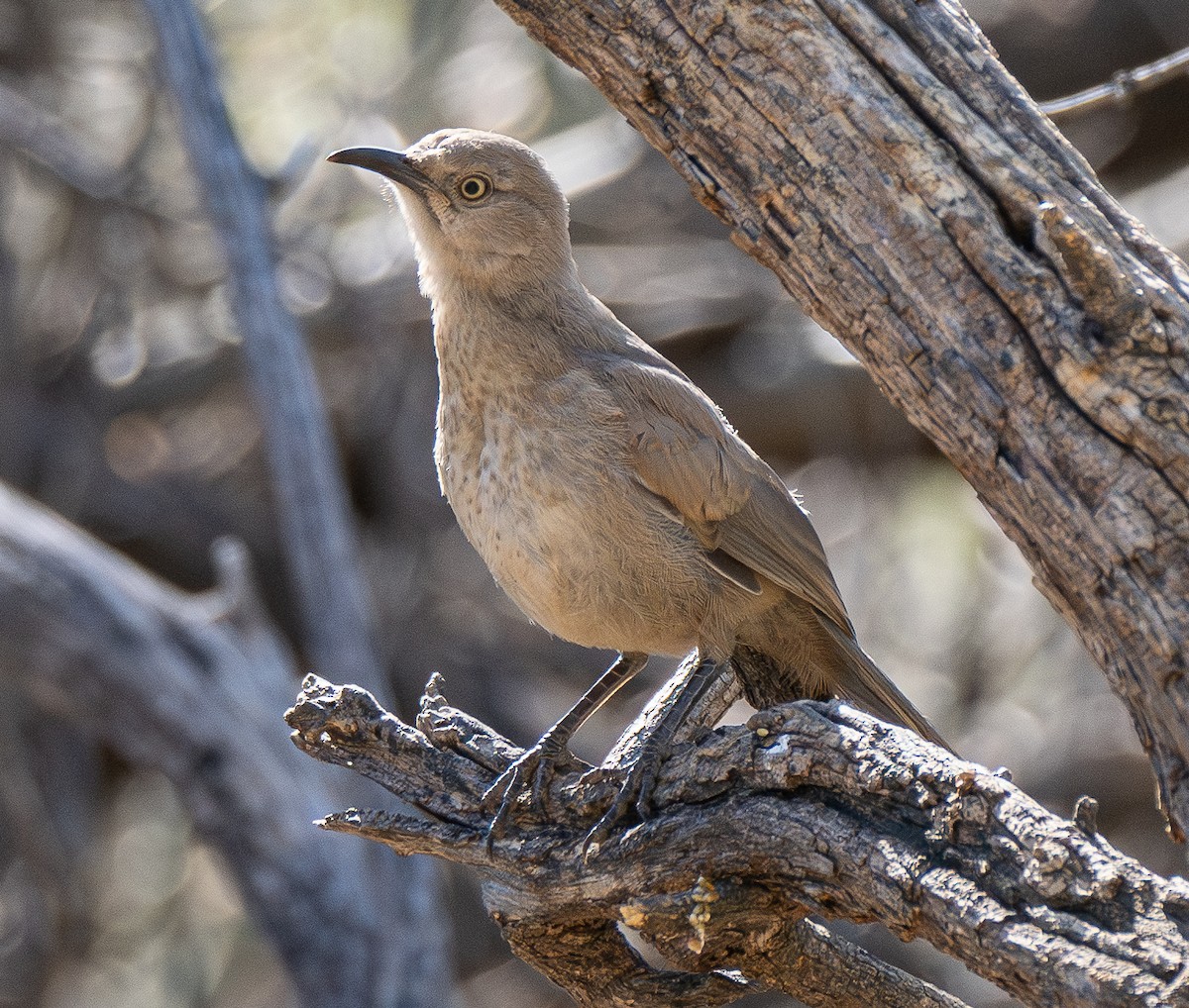 Curve-billed Thrasher - ML617507331