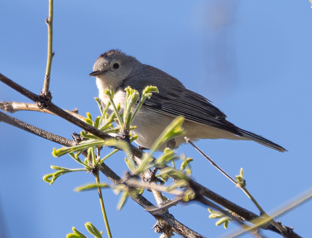 Lucy's Warbler - ML617507333