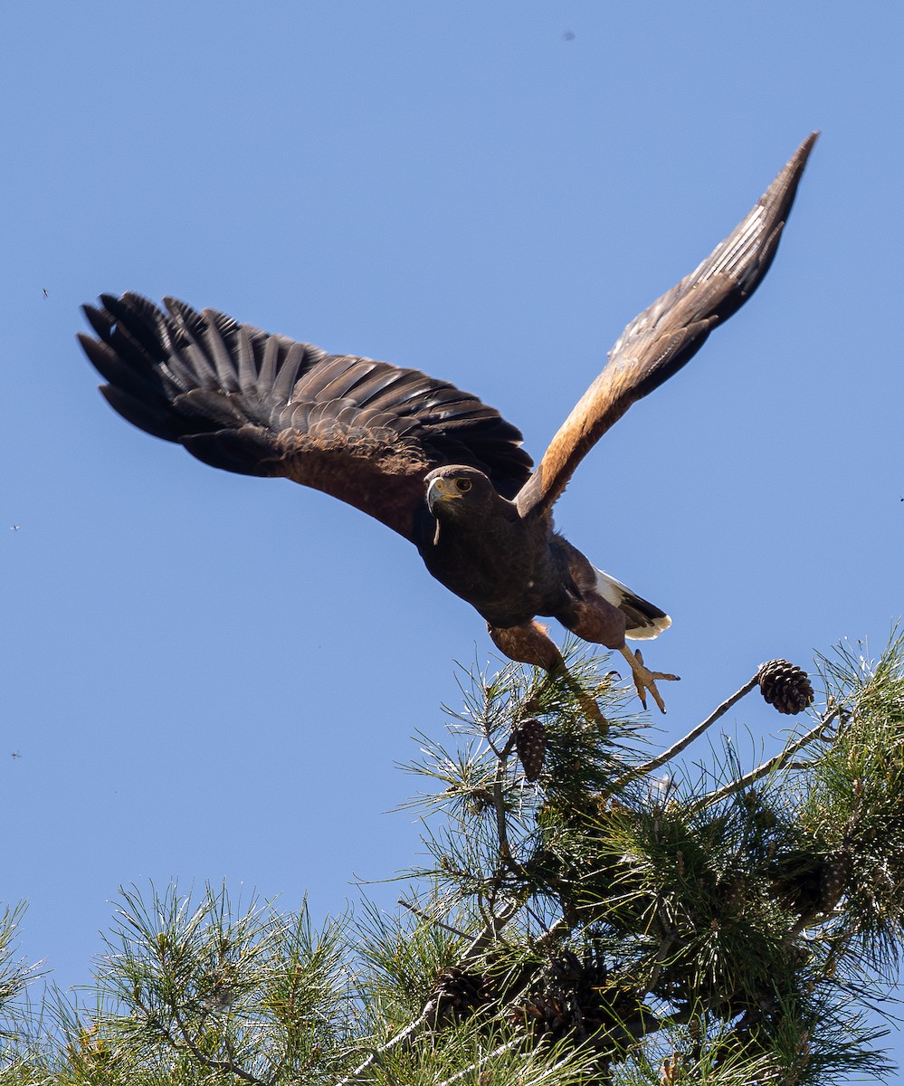 Harris's Hawk - ML617507337