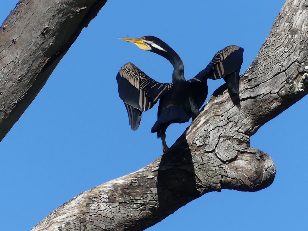 Australasian Darter - Don McIvor