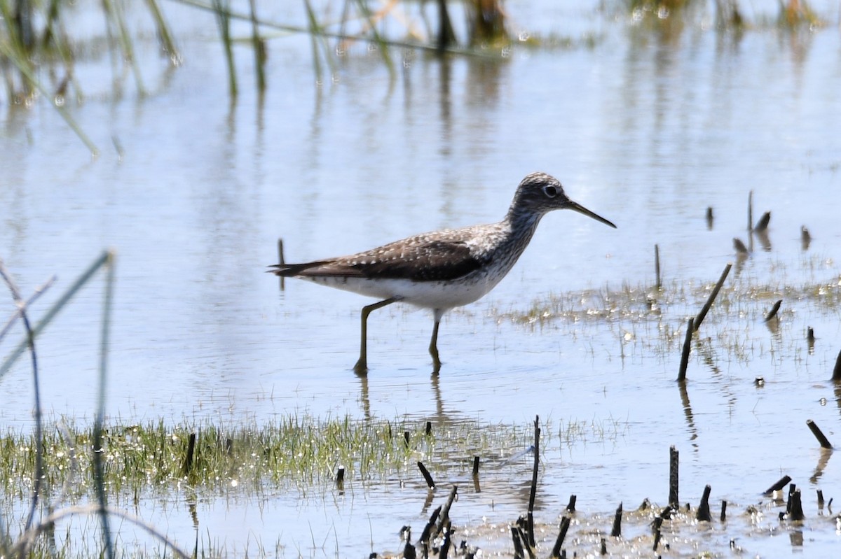 Solitary Sandpiper - Andrew Hovey