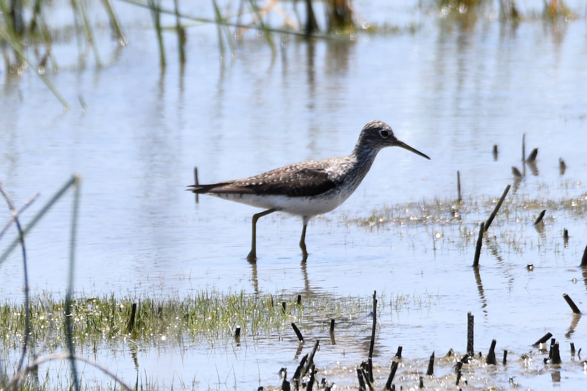 Solitary Sandpiper - ML617507363