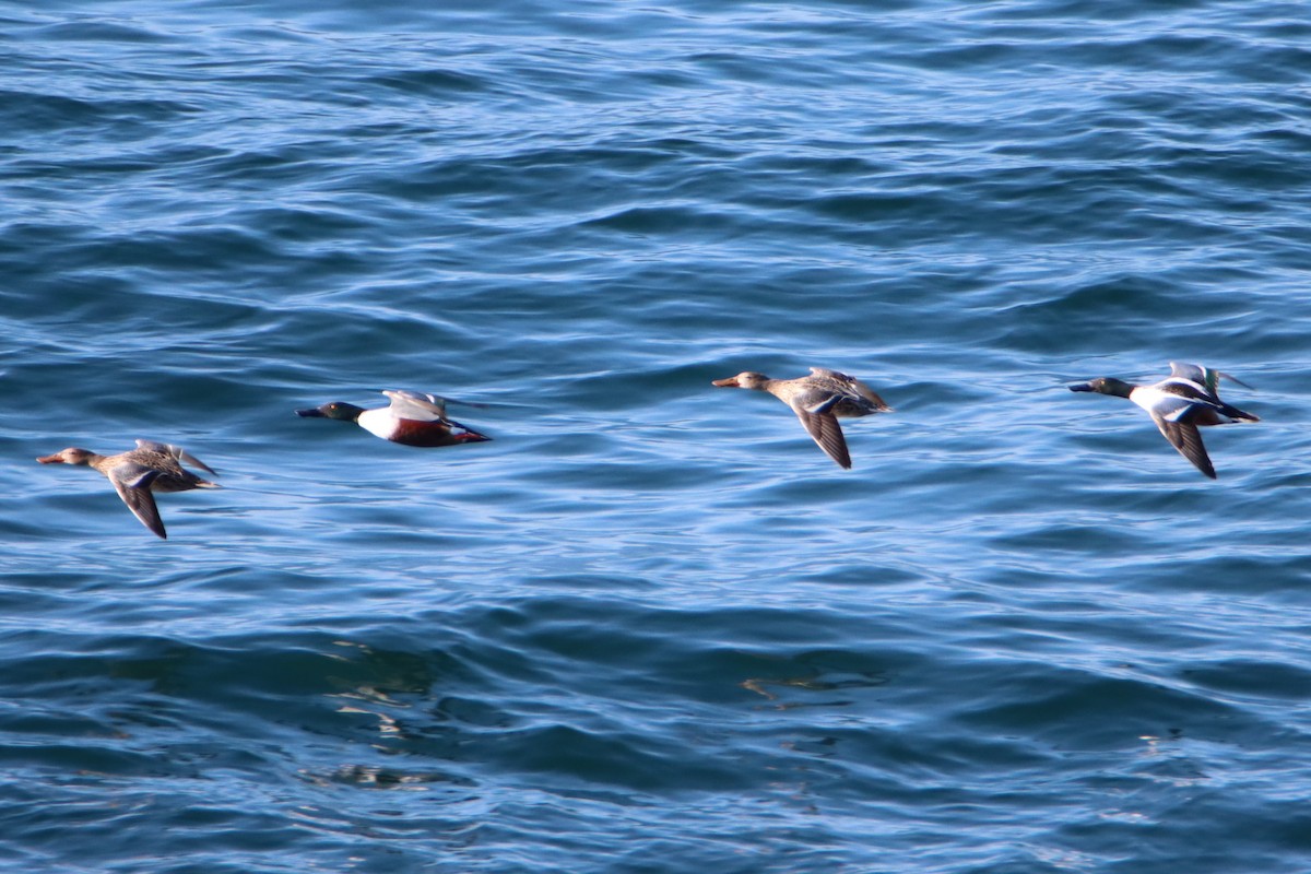 Northern Shoveler - ML617507365