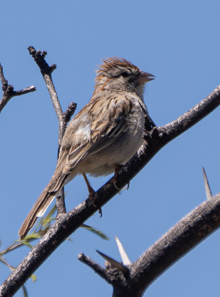 Rufous-winged Sparrow - ML617507377