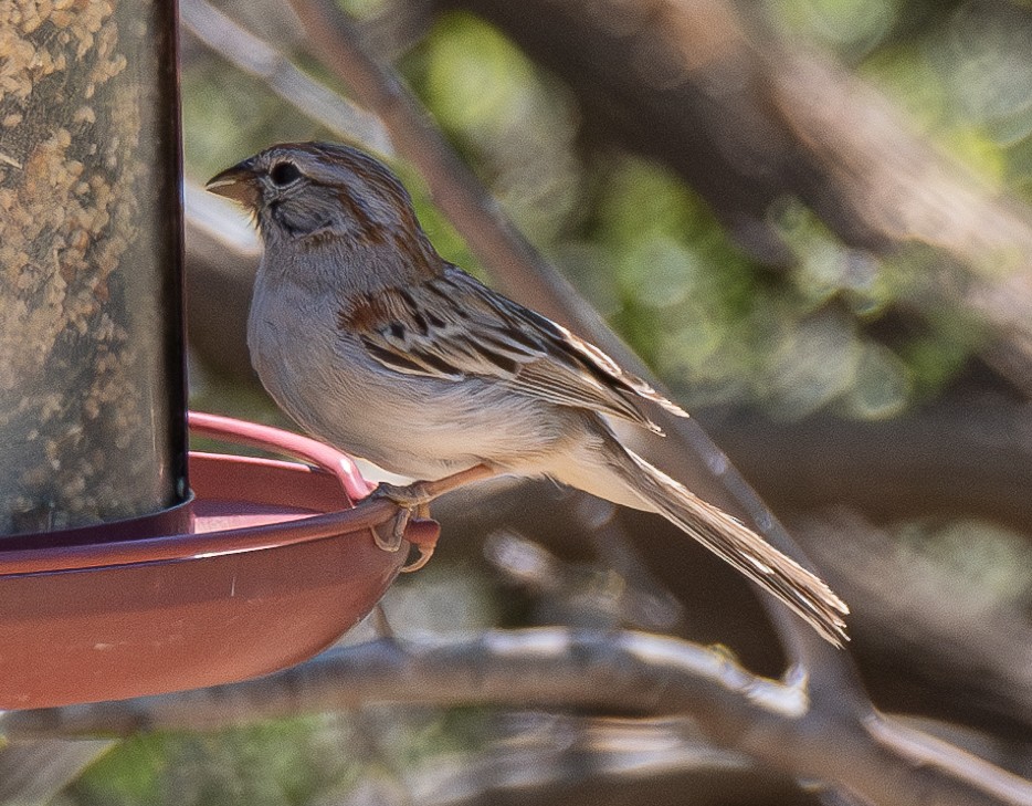Rufous-winged Sparrow - ML617507378